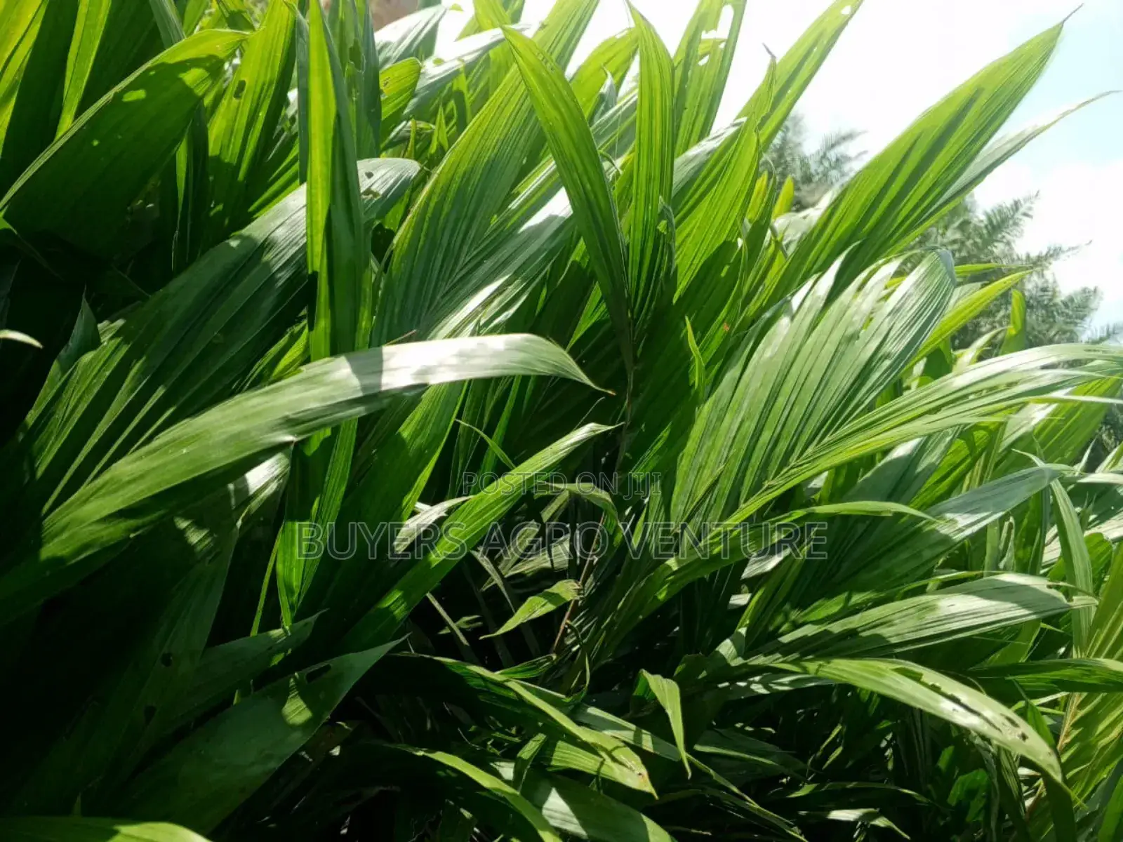 Palm Oil Seedlings Already to Plant