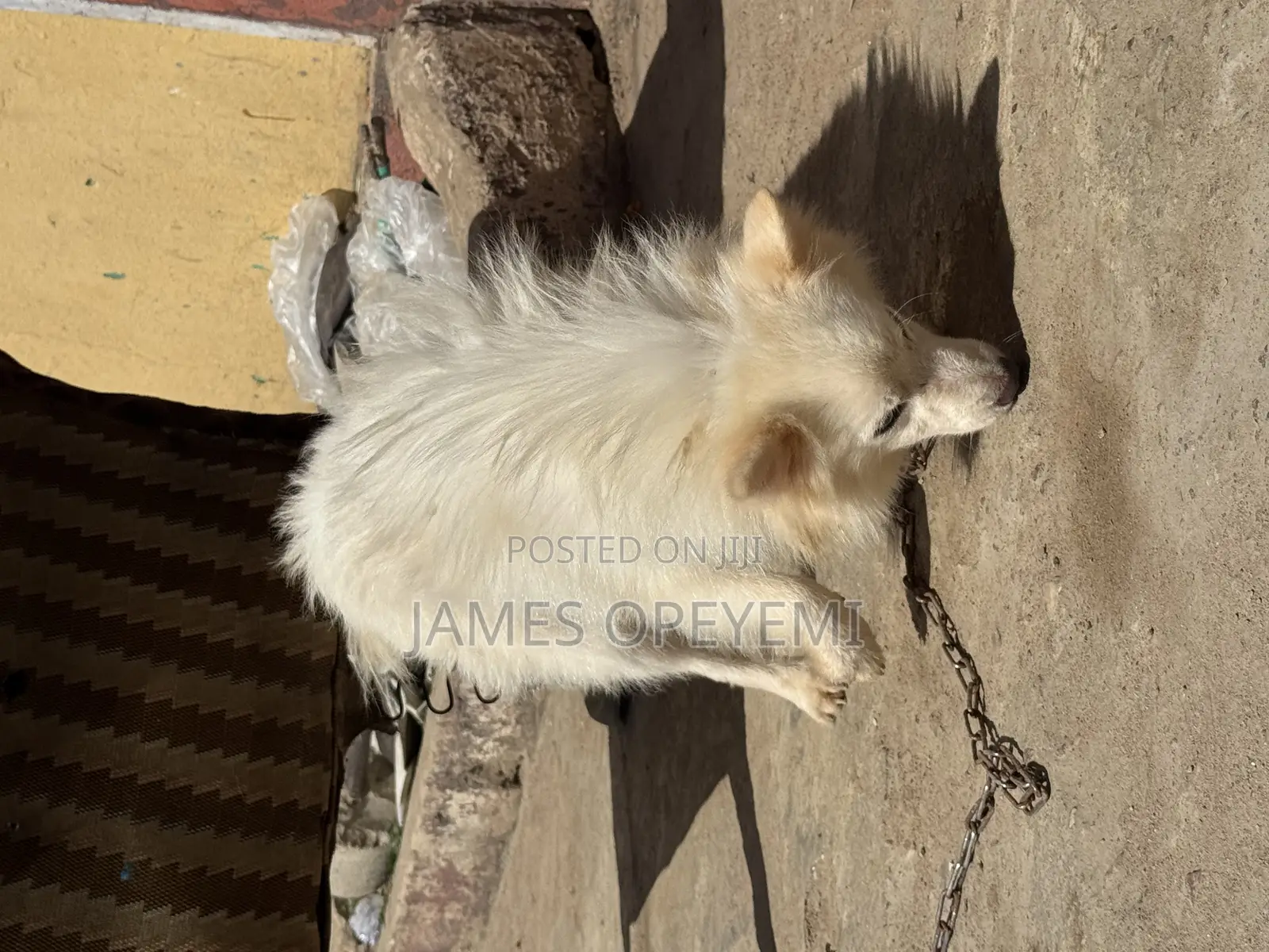 1+ year Male Purebred American Eskimo