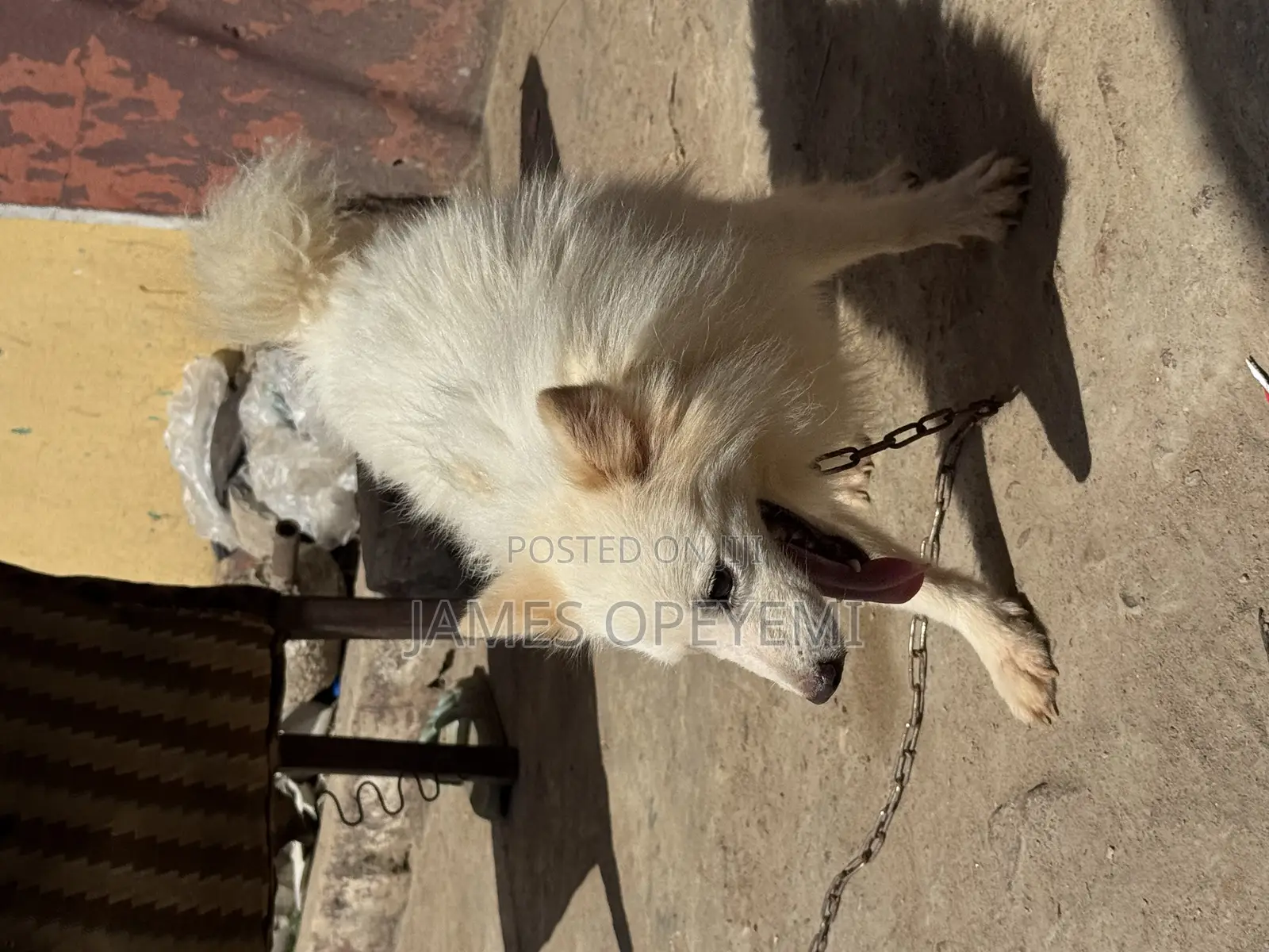 1+ year Male Purebred American Eskimo