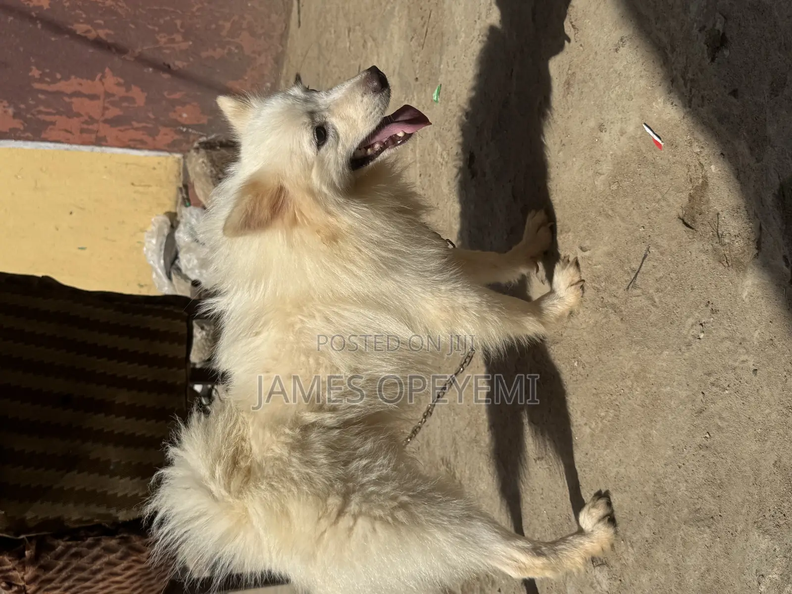 1+ year Male Purebred American Eskimo