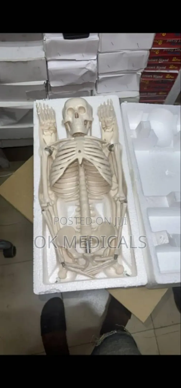 Anatomical Full Human Body Skeleton