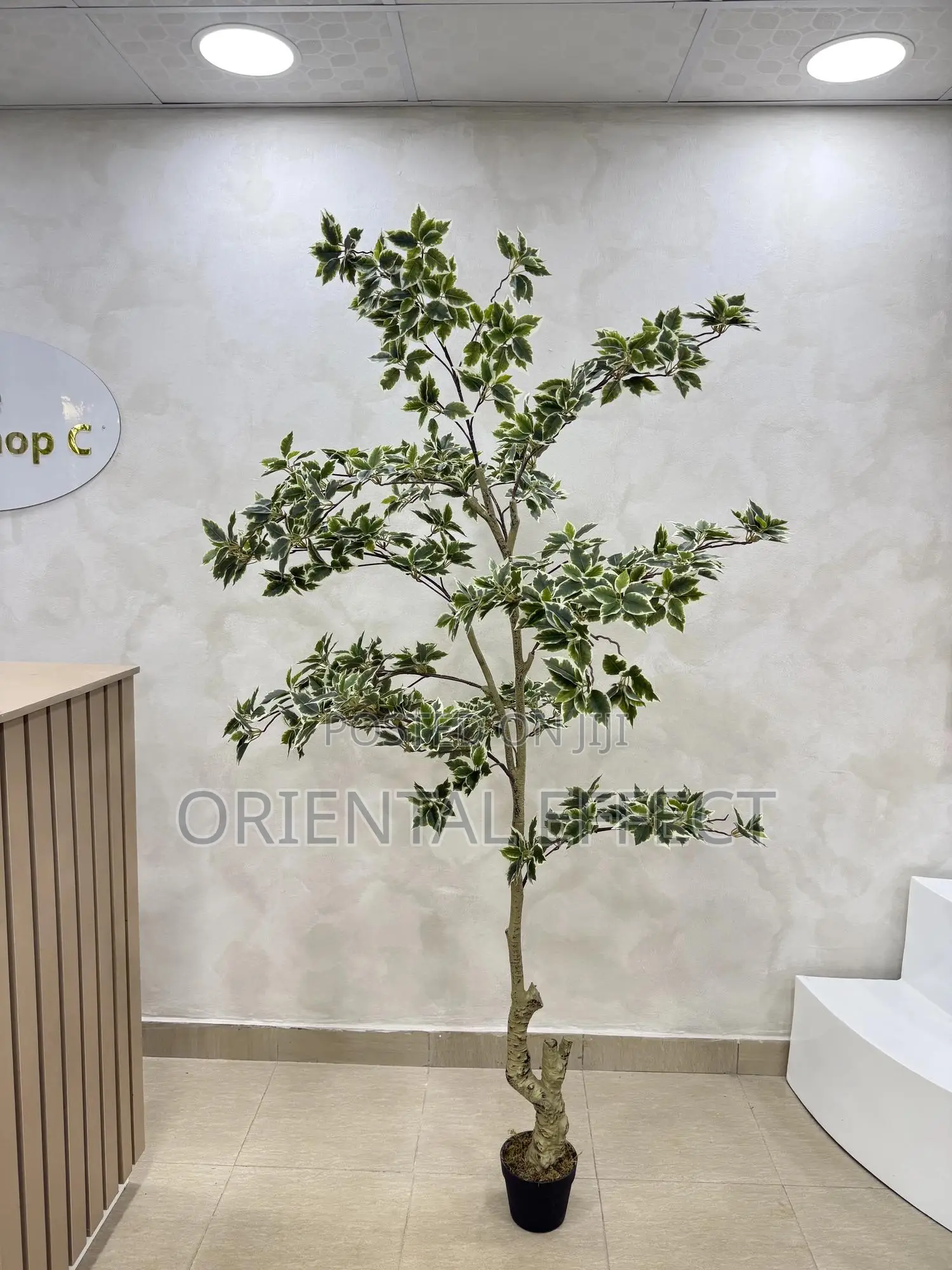 White Edge Banyan Tree | Luxury Artificial Plant for Interior Decor