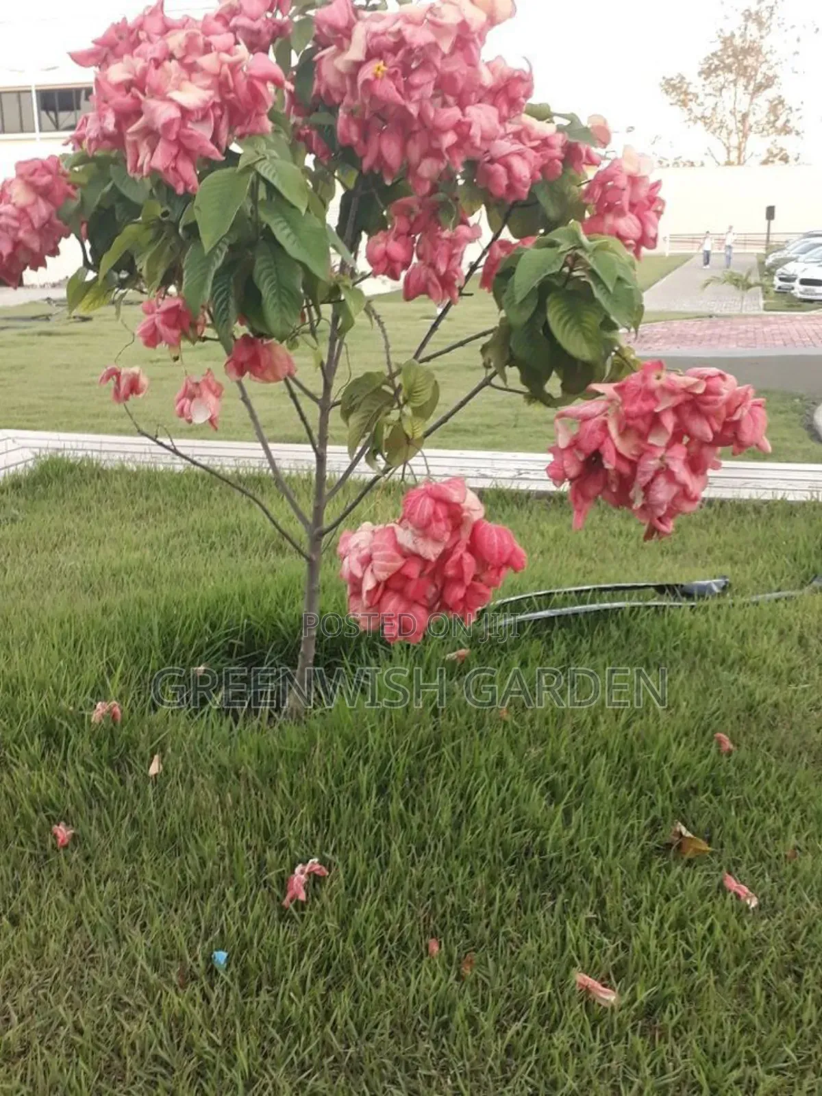 Gardening, Landscaping and Lawn