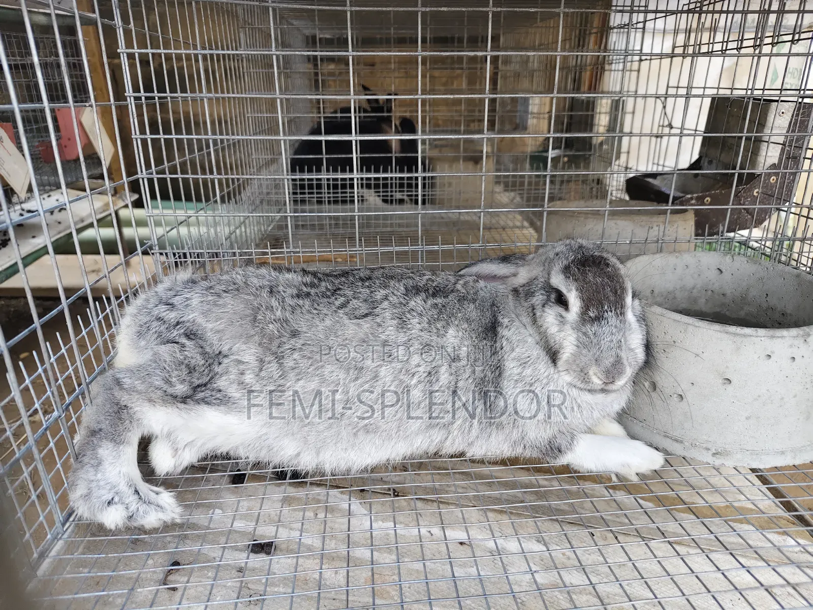 Already Pregnant Rabbit