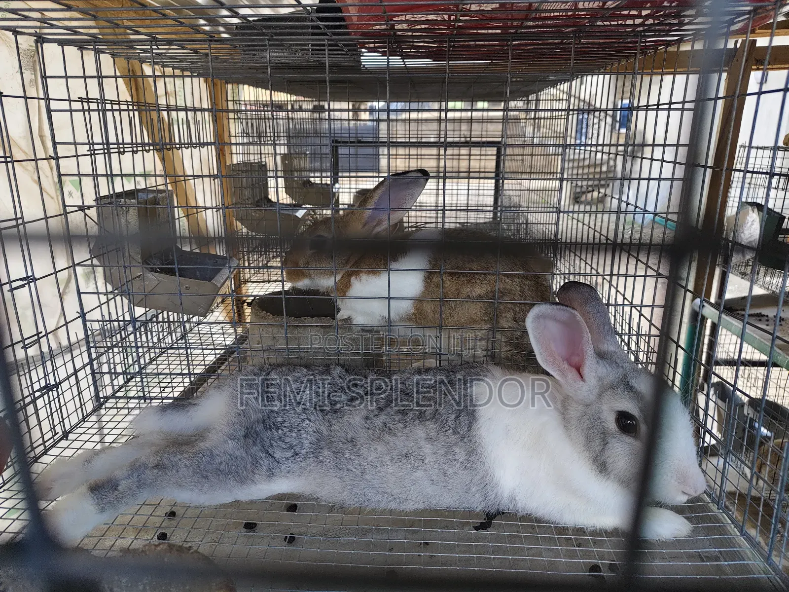 Already Pregnant Rabbit