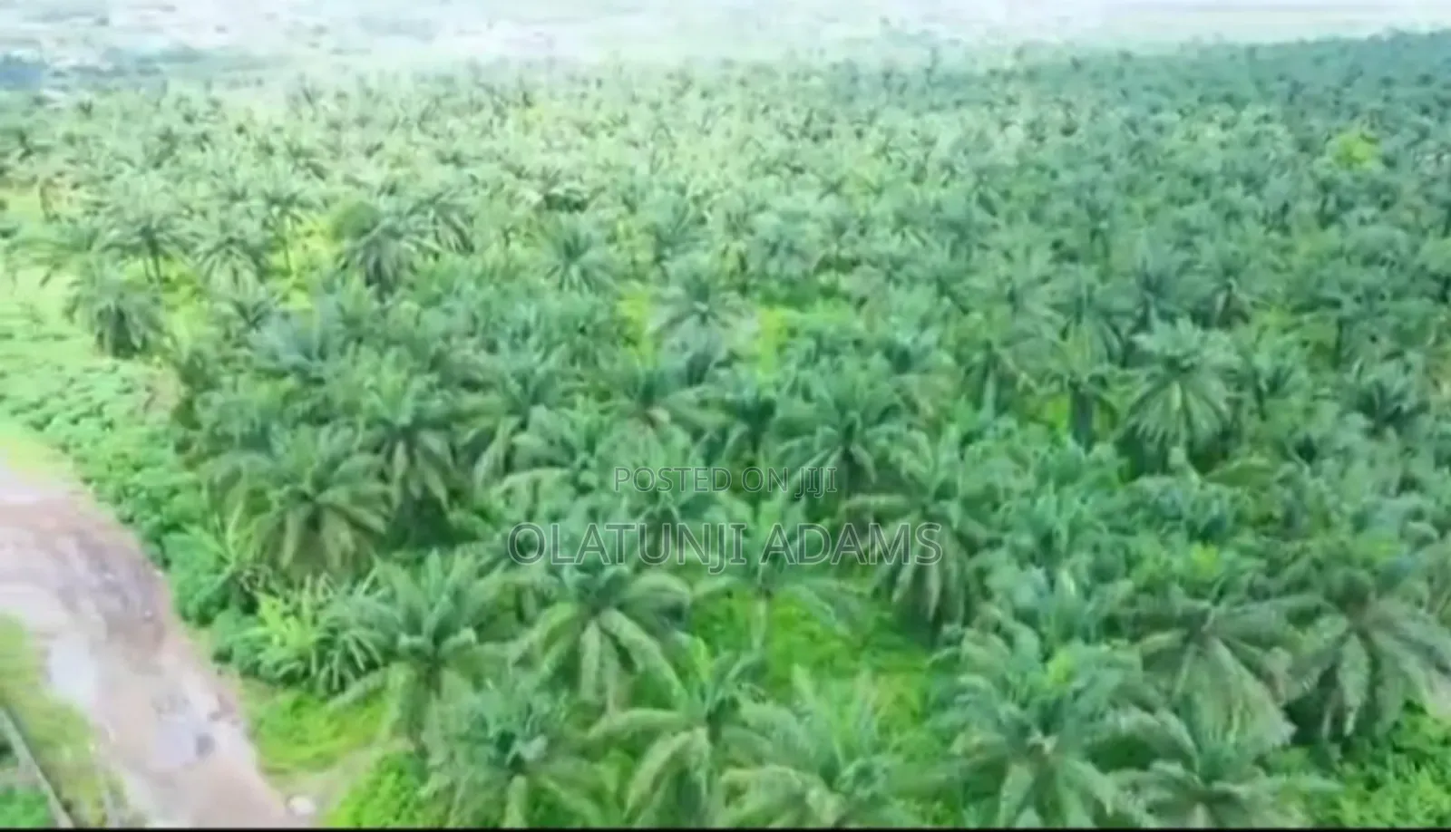 82.817acres of Palm Trees,Fish Pond Etc Farmland