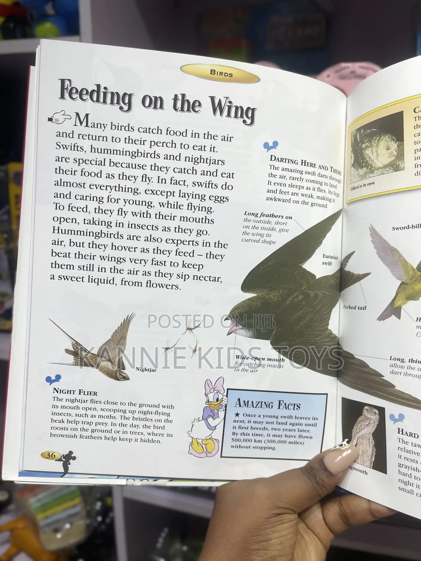 The Wonderful World of Knowledge _Birds