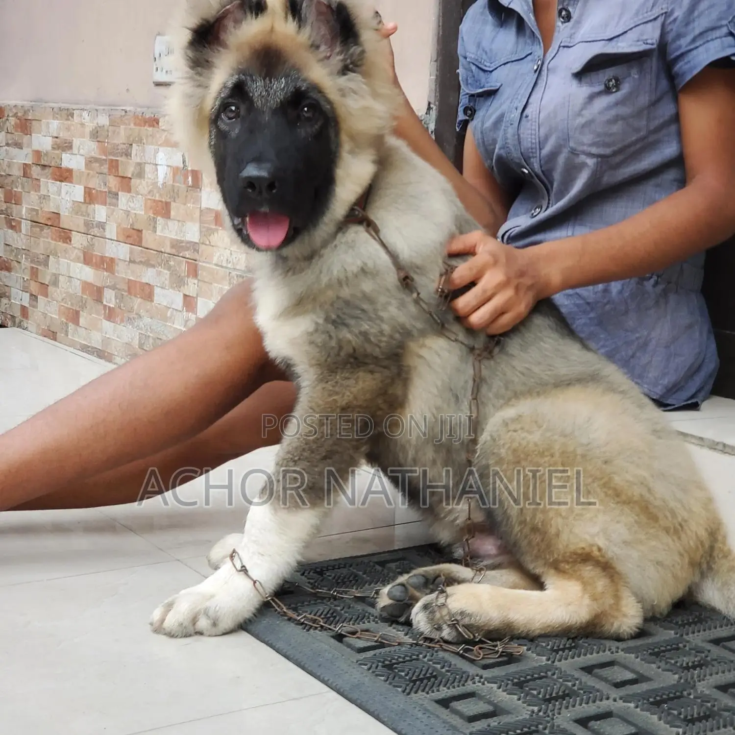 3-6 months Male Purebred Caucasian Shepherd