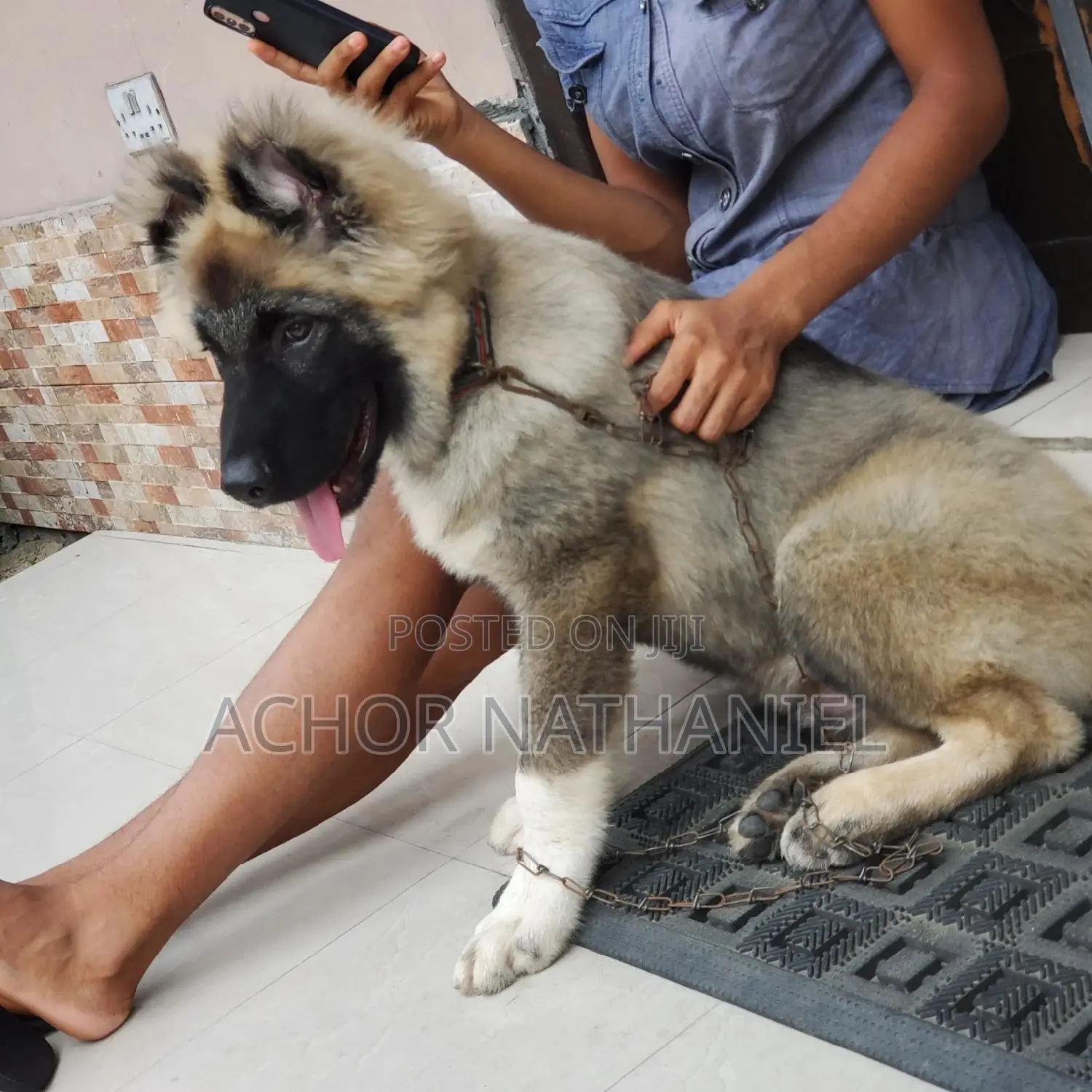 3-6 months Male Purebred Caucasian Shepherd