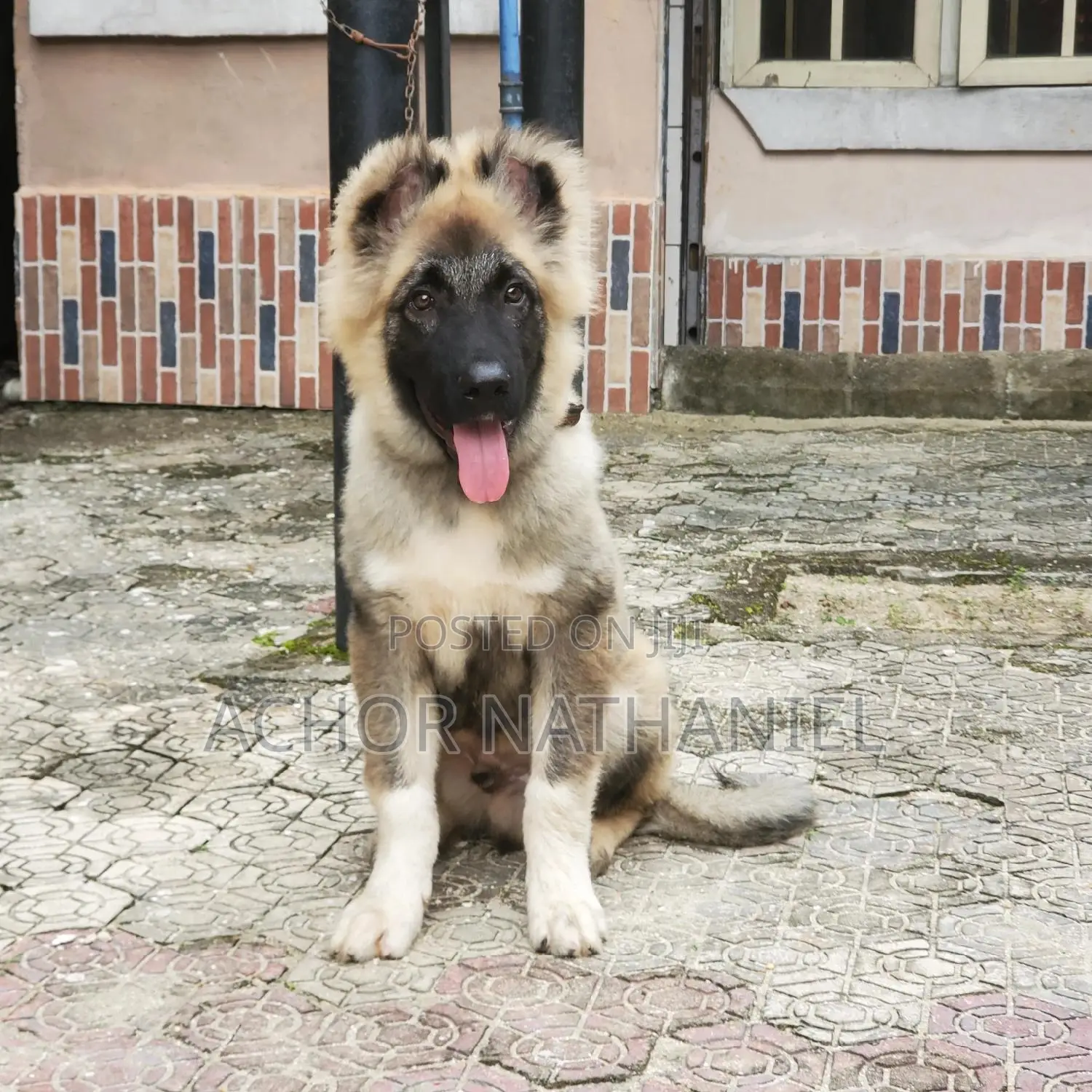 3-6 months Male Purebred Caucasian Shepherd