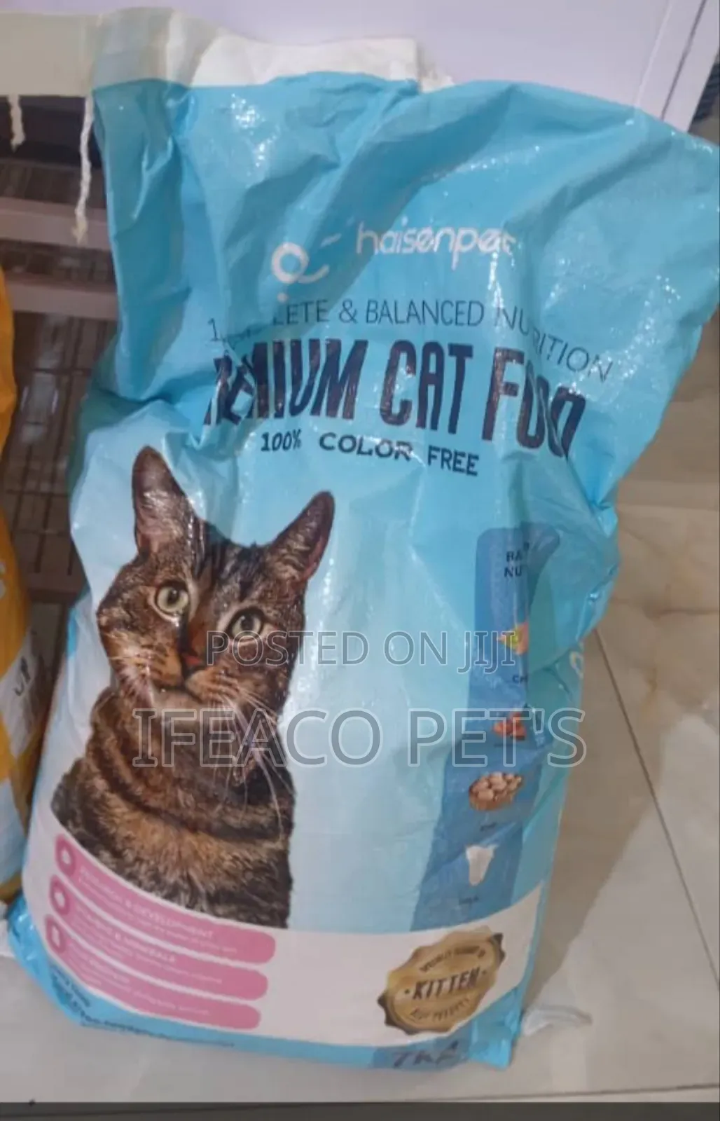 1+ year Male Mixed Breed American Shorthair
