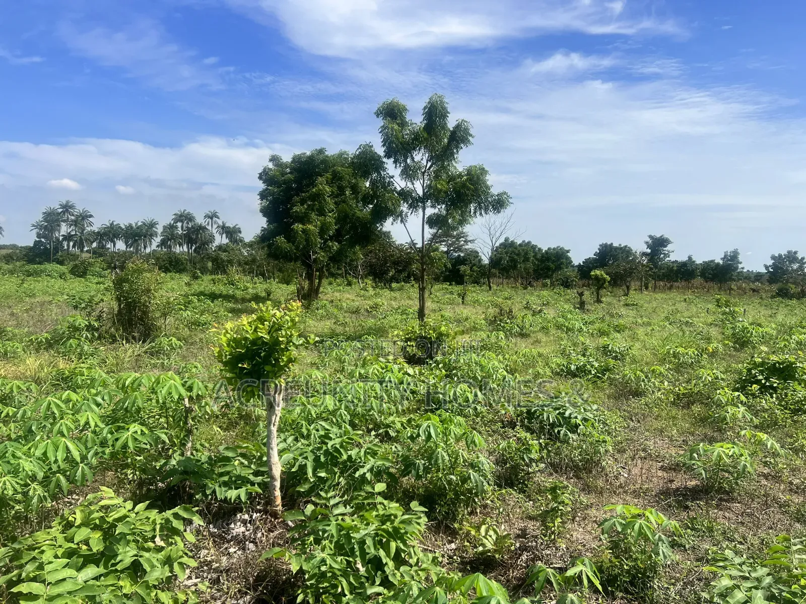 11 Acres of Fertile Farmland, Ladile Village, Off Iseyin-Ogbomoso Exp