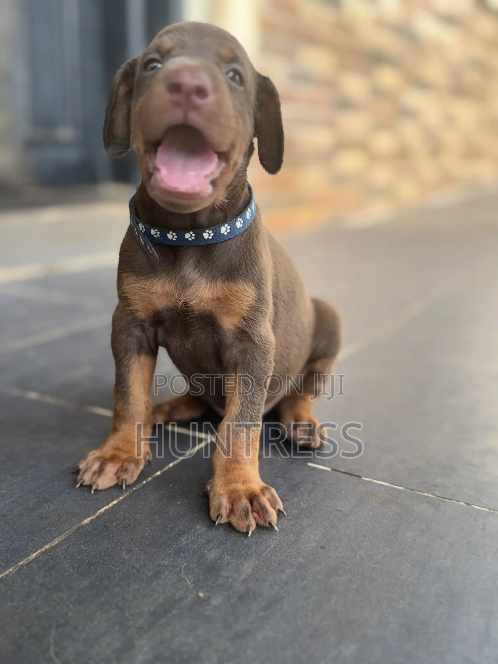 1-3 months Male Purebred Doberman Pinscher