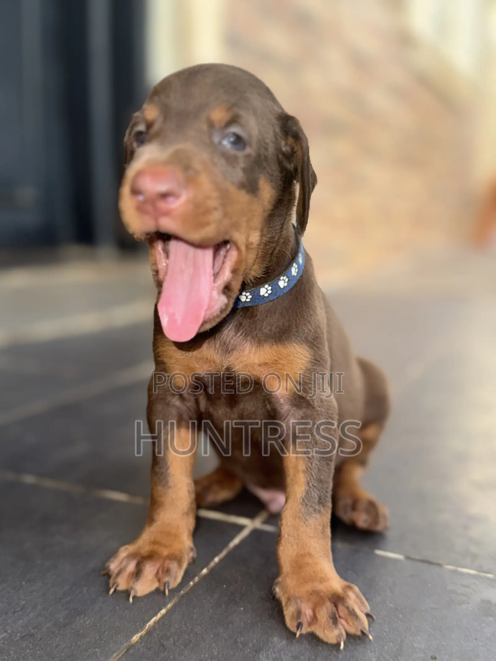 1-3 months Male Purebred Doberman Pinscher