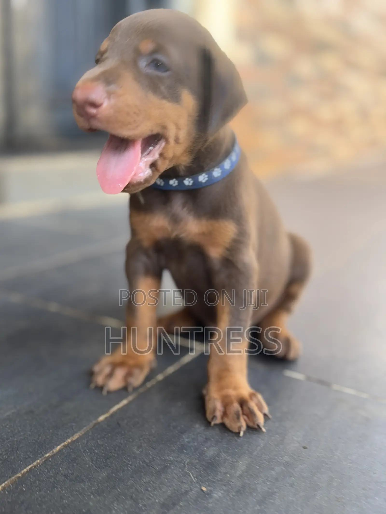 1-3 months Male Purebred Doberman Pinscher