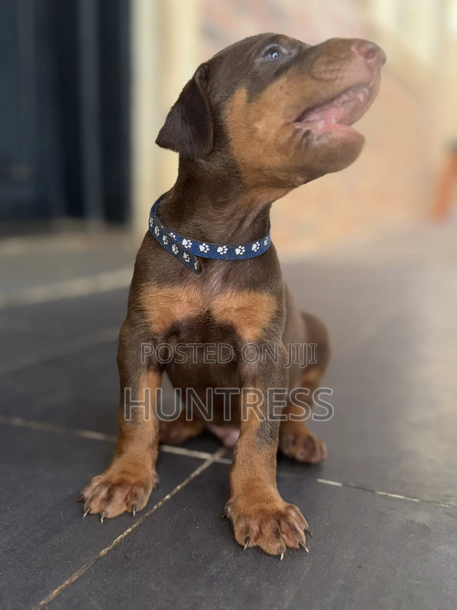 1-3 months Male Purebred Doberman Pinscher