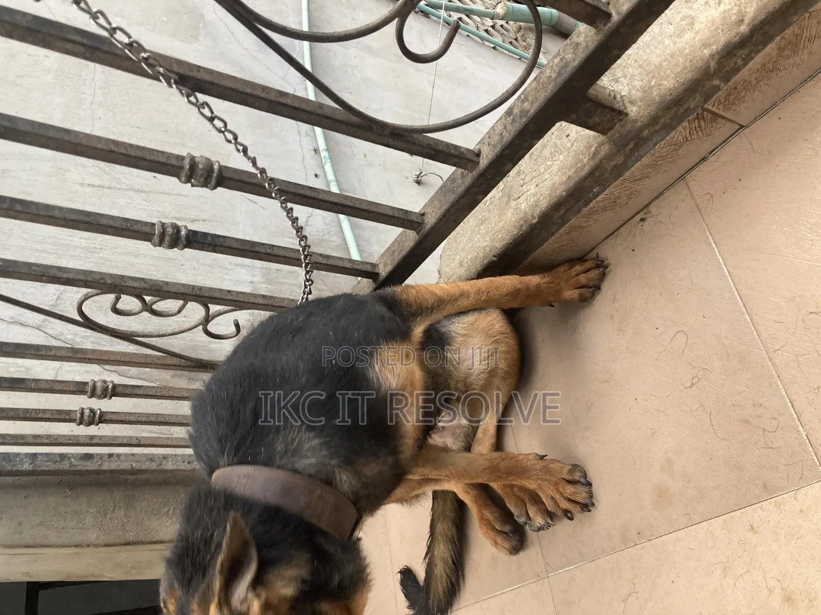 3-6 months Male Purebred German Shepherd