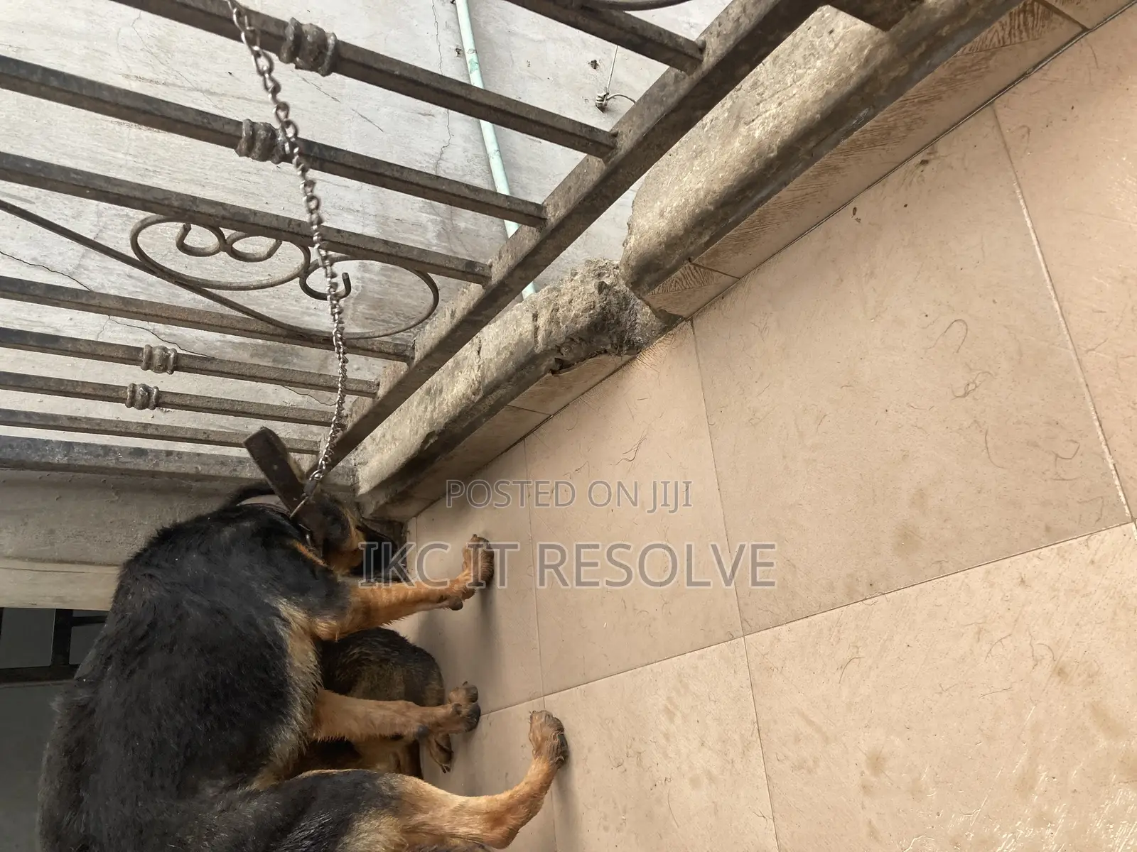 3-6 months Male Purebred German Shepherd
