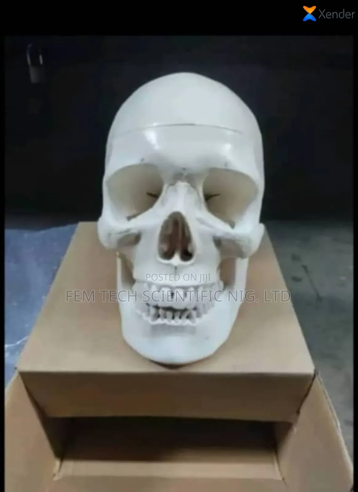 Human Skull Laboratory Model