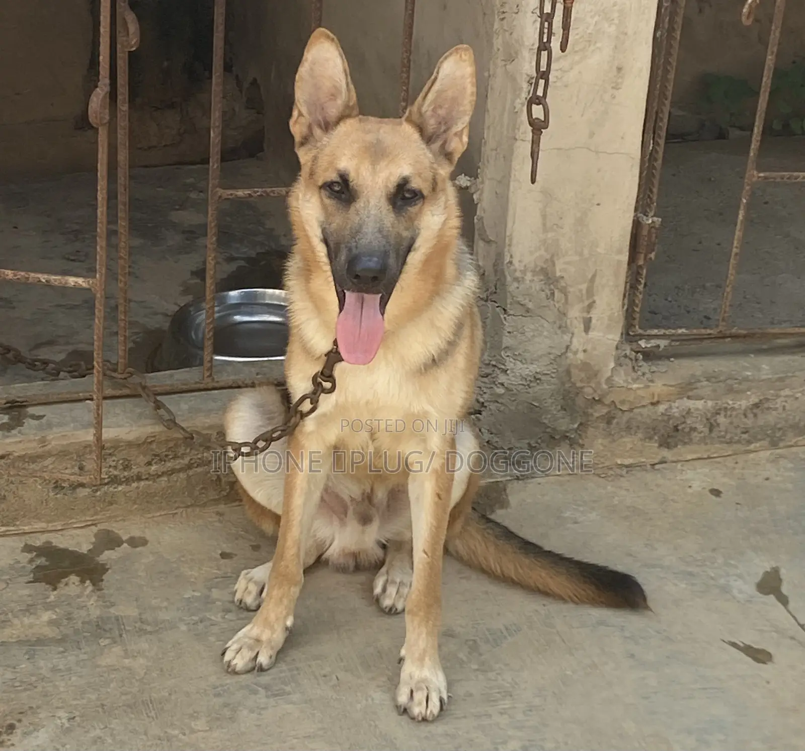 6-12 months Male Purebred German Shepherd
