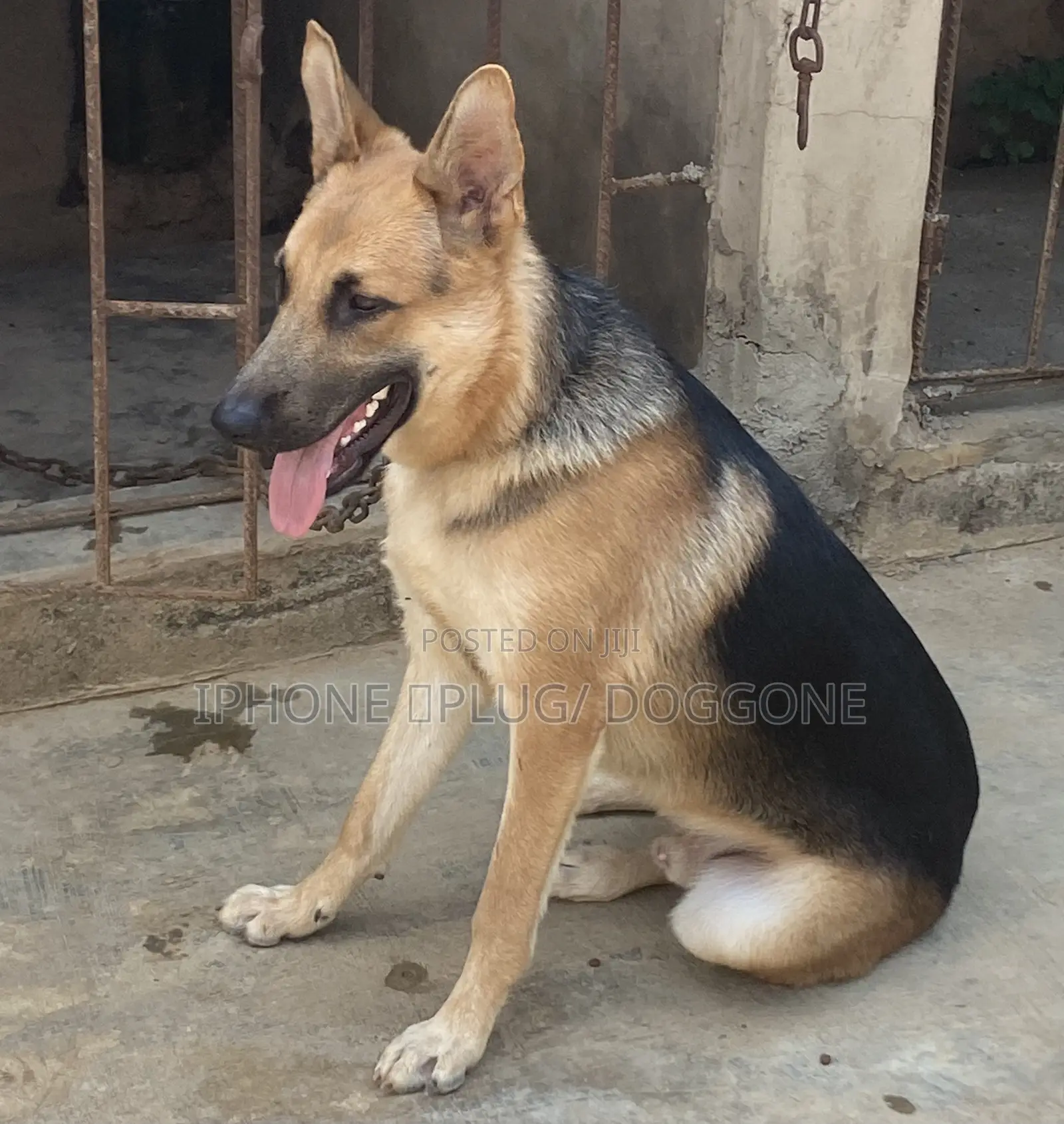 6-12 months Male Purebred German Shepherd