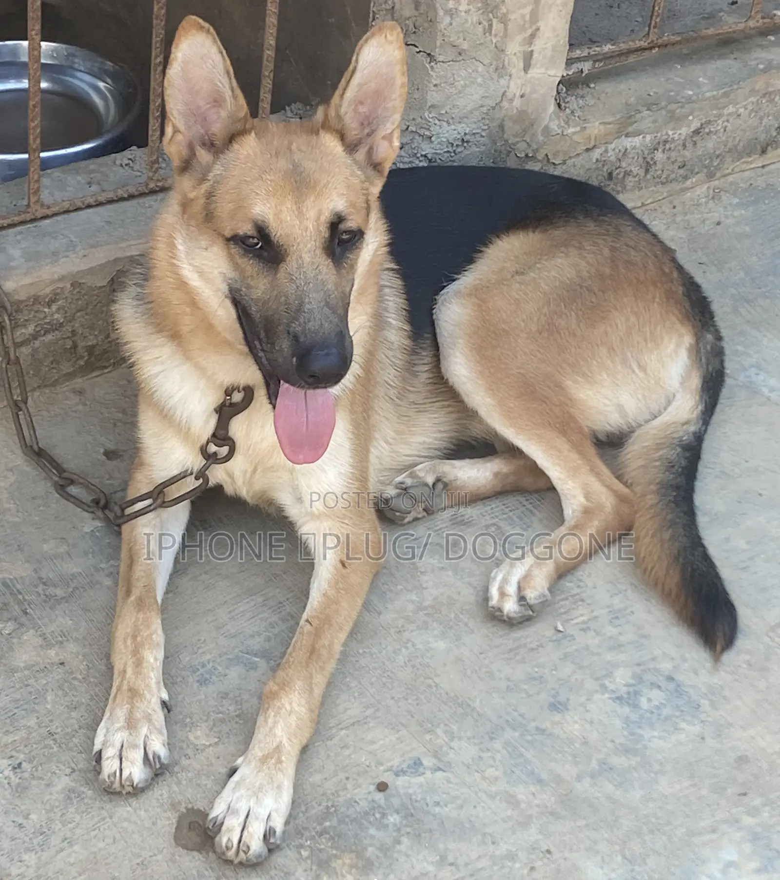 6-12 months Male Purebred German Shepherd
