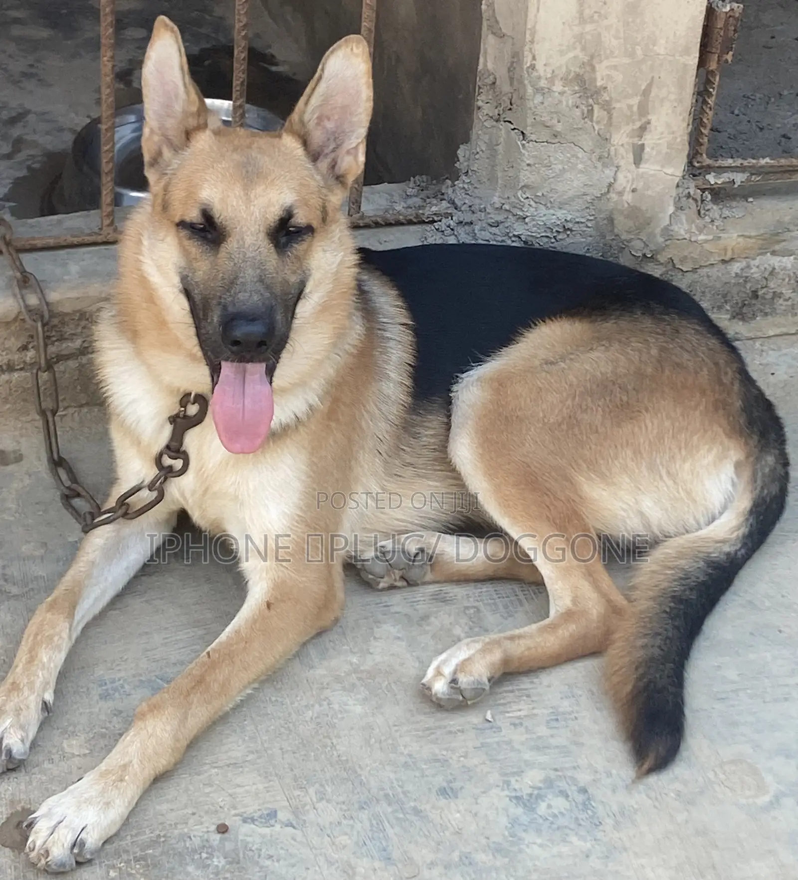 6-12 months Male Purebred German Shepherd
