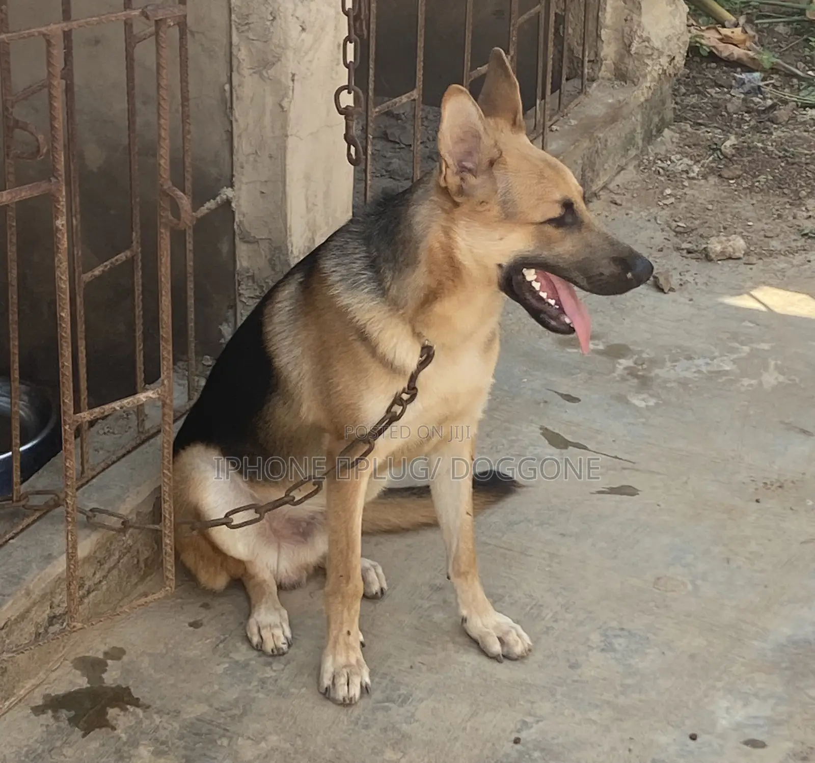 6-12 months Male Purebred German Shepherd