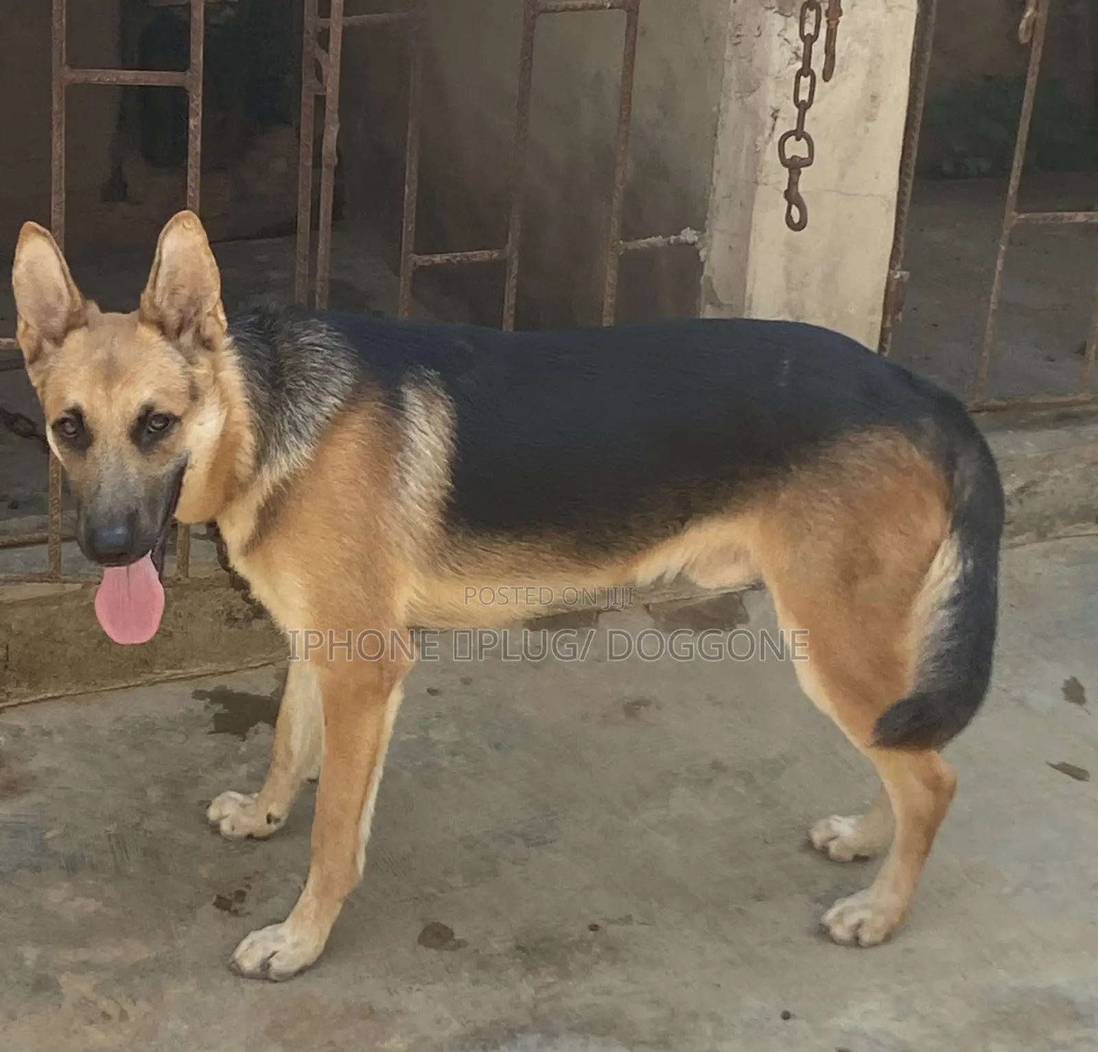 6-12 months Male Purebred German Shepherd