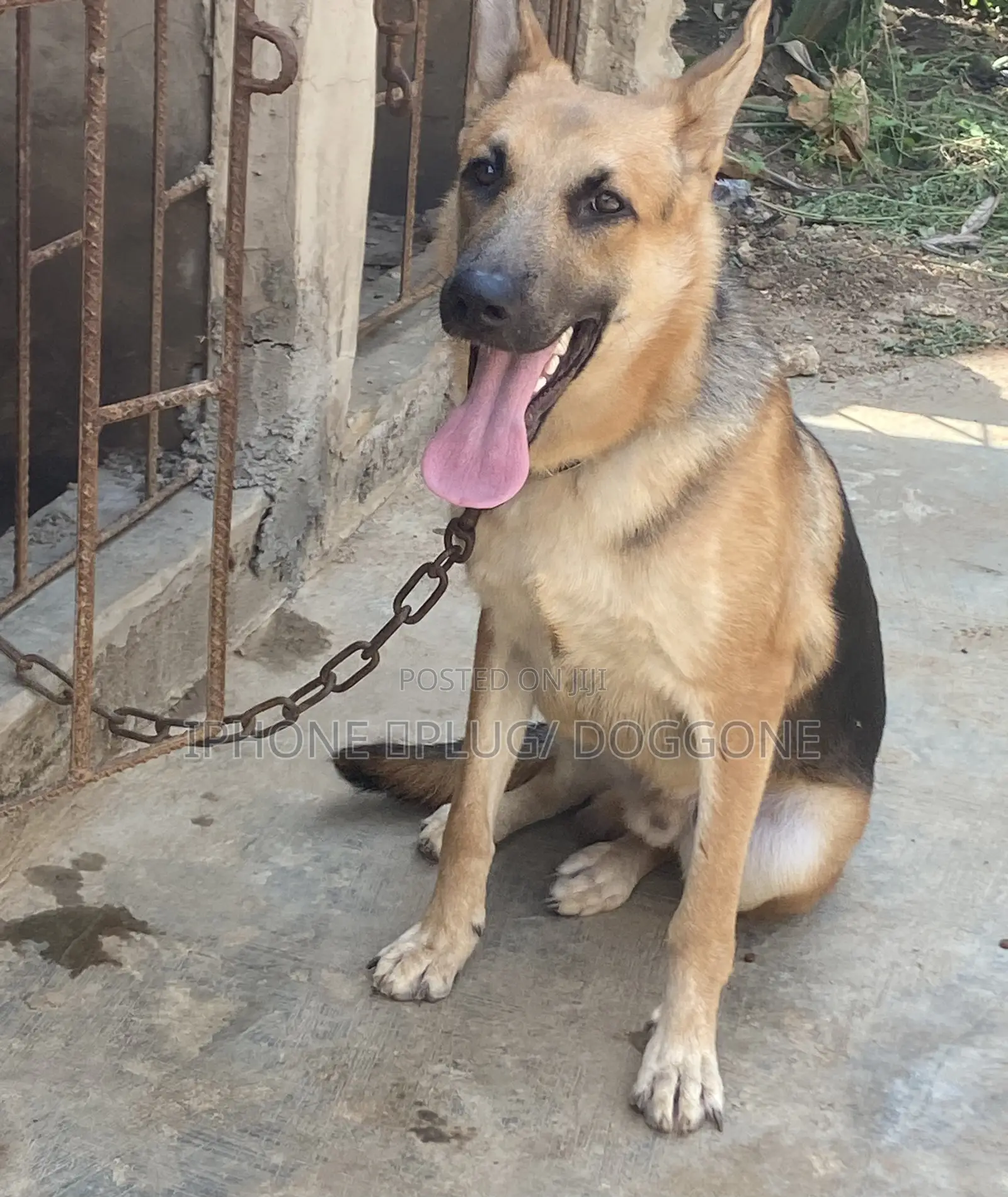 6-12 months Male Purebred German Shepherd