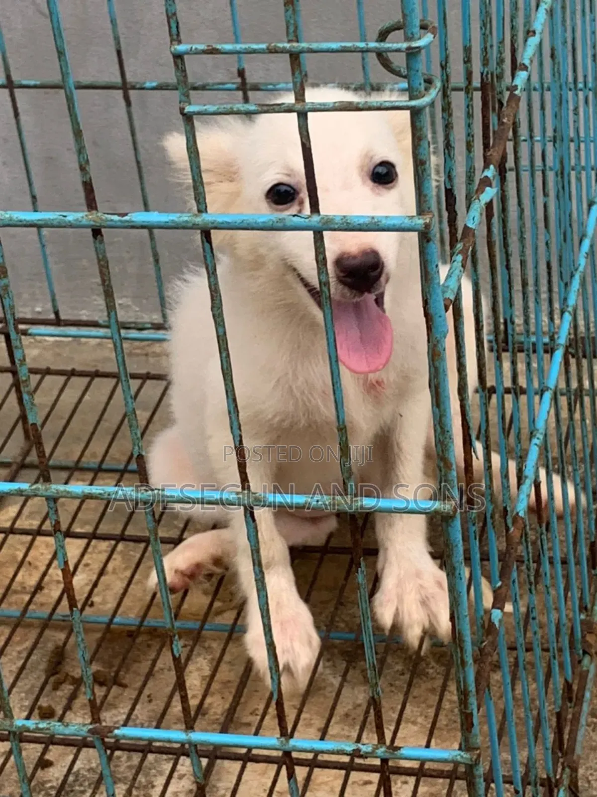 1-3 months Female Purebred American Eskimo