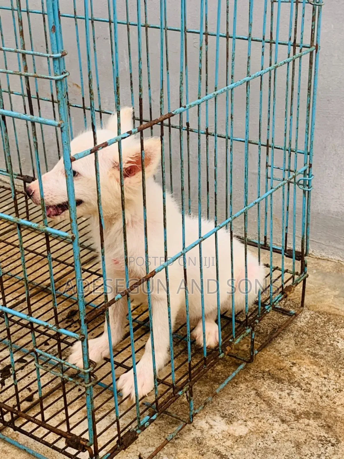 1-3 months Female Purebred American Eskimo