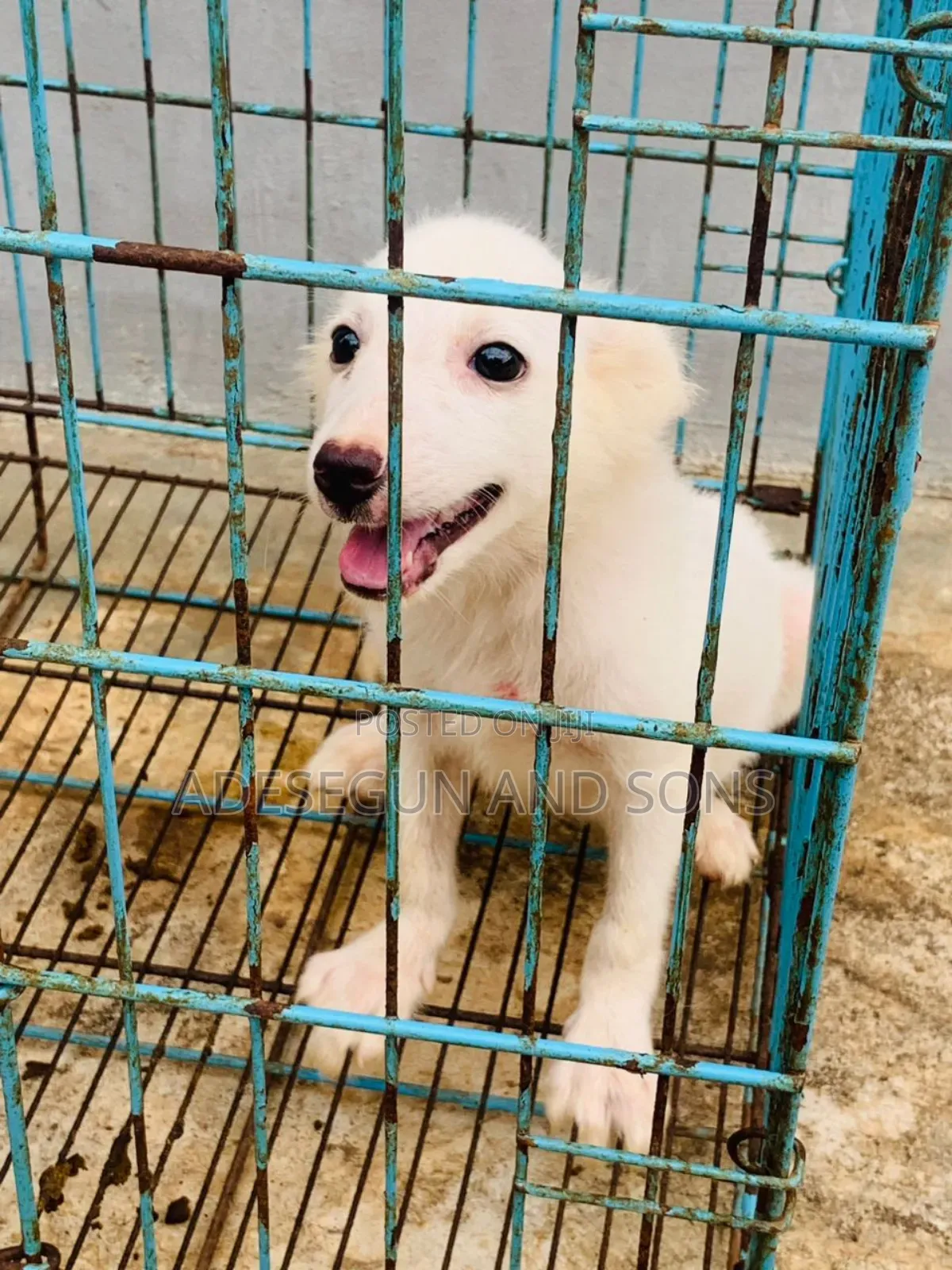 1-3 months Female Purebred American Eskimo