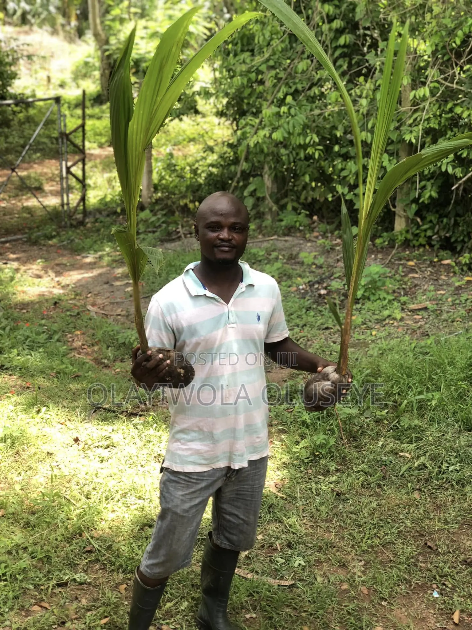 Own a Plantation Farm in Ogun State, Nigeria