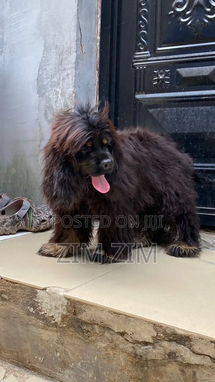 3-6 months Male Purebred Cocker Spaniel