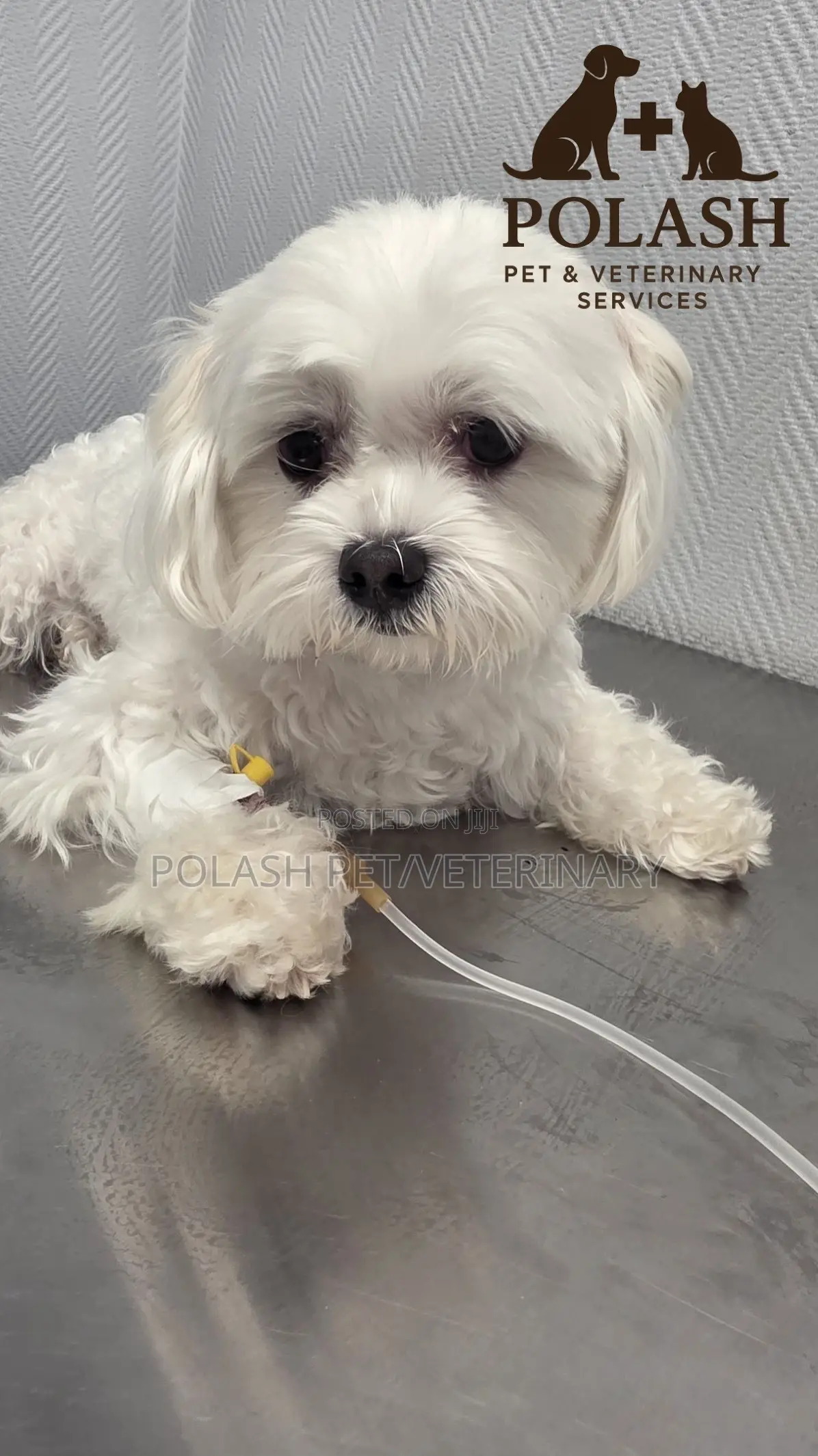 Quality Care for Every Paw