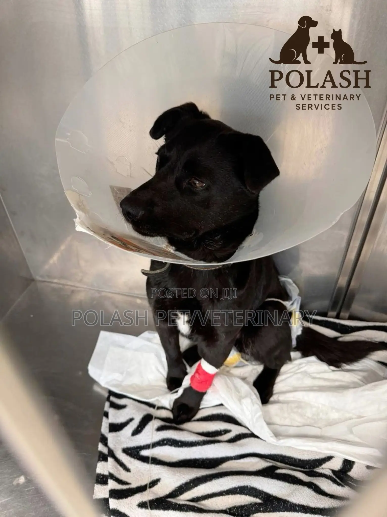 Quality Care for Every Paw