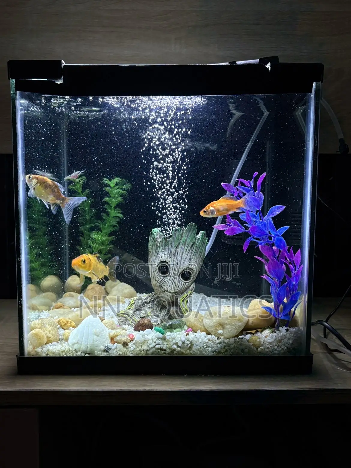 1ft by 1ft Aquarium