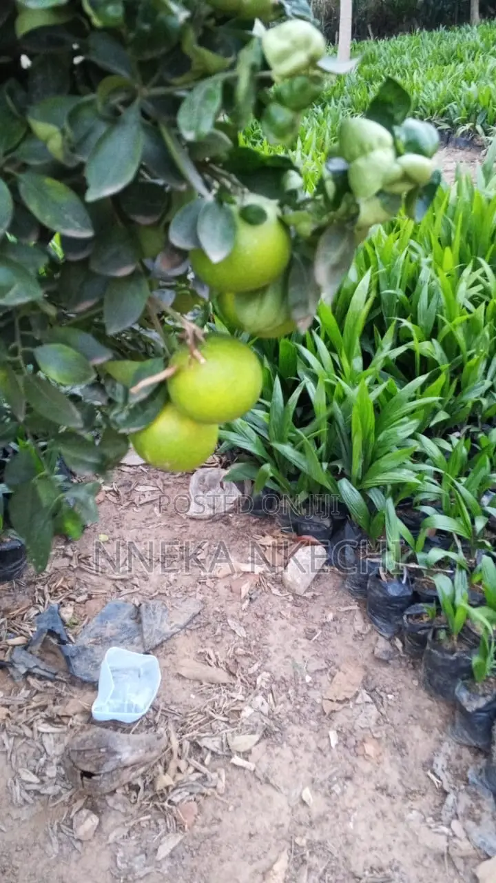 Grafted Tangelo