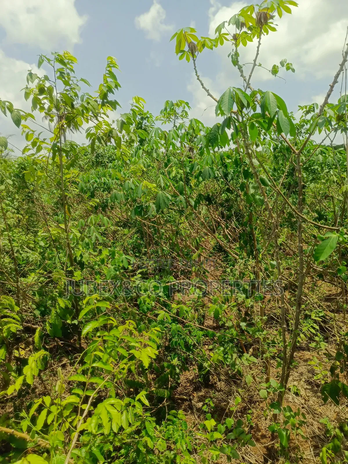 Acre of Farm Land at Adegbokan Village Isiun
