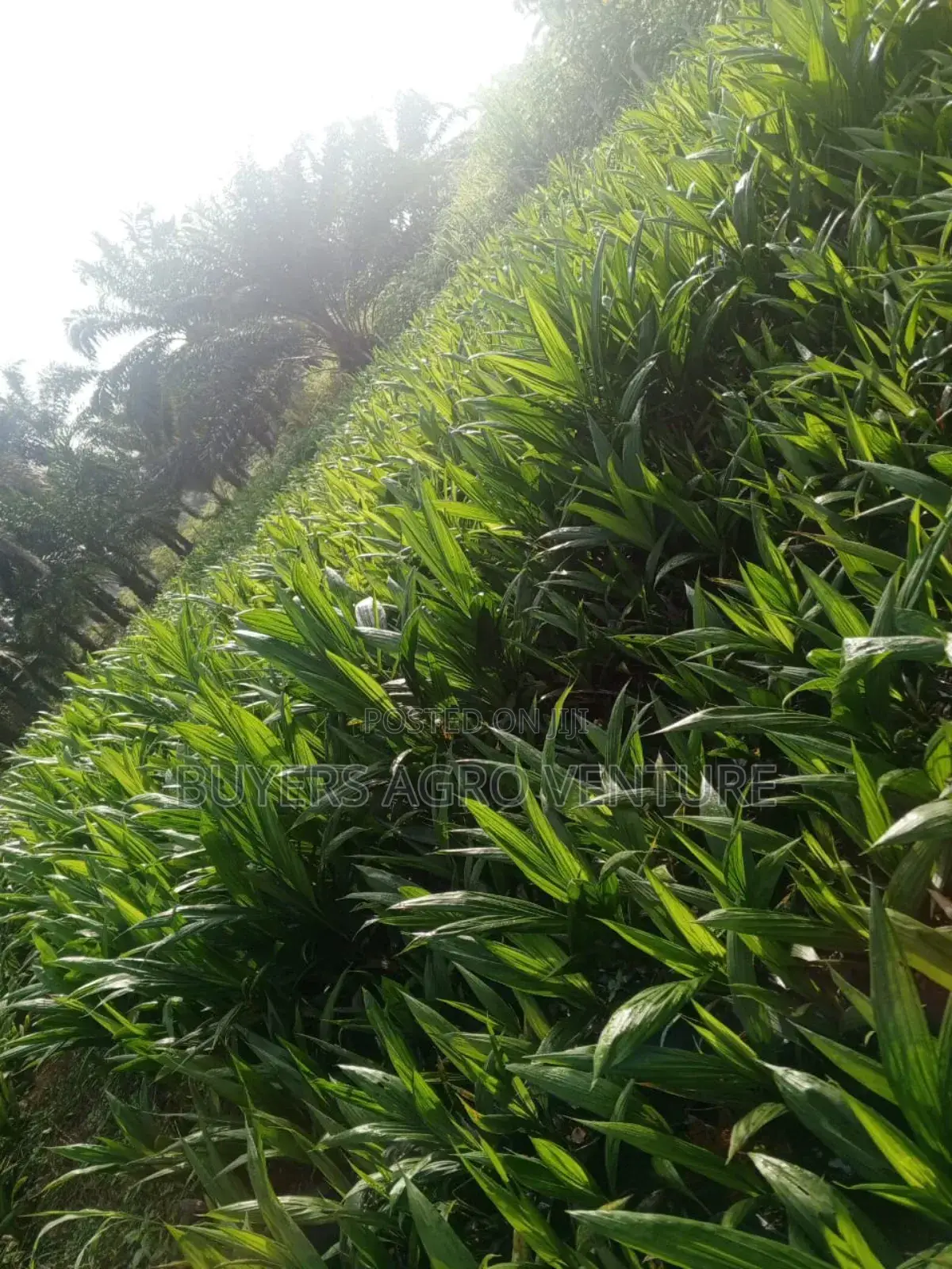 Quality Palm Oil Seedlings From Nursery Buy Now and Plant.