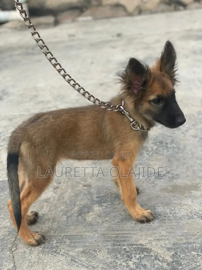1-3 months Male Purebred German Shepherd