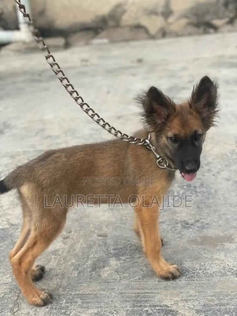 1-3 months Male Purebred German Shepherd