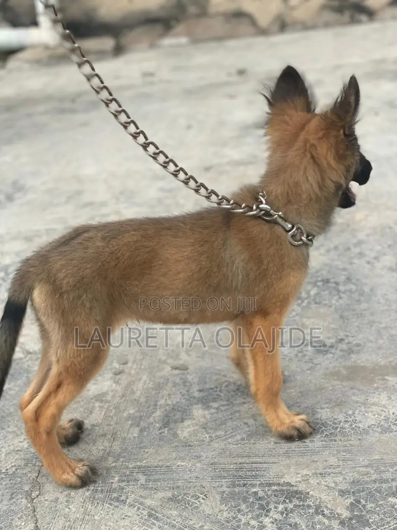 1-3 months Male Purebred German Shepherd