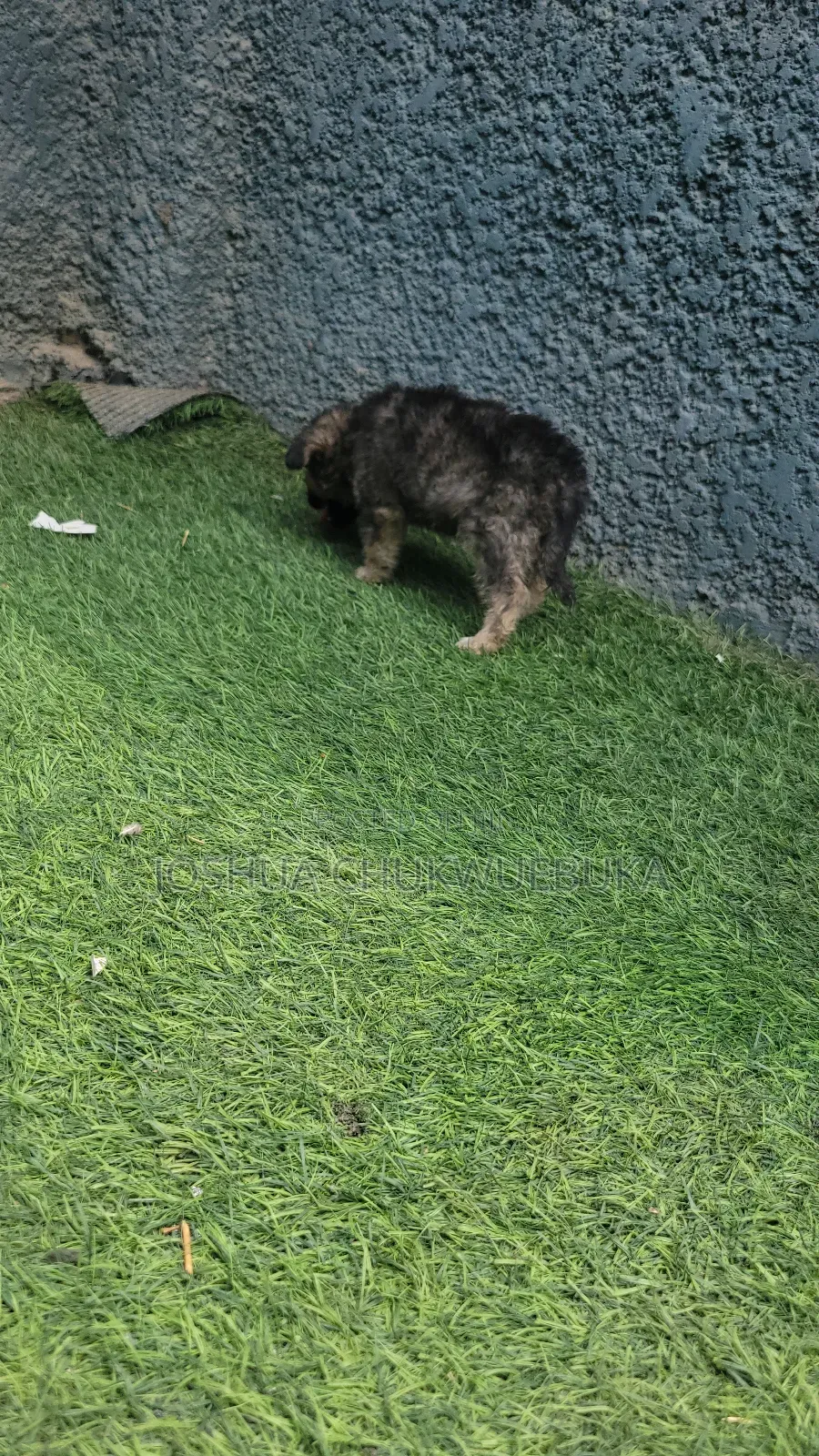 1-3 months Male Purebred Caucasian Shepherd