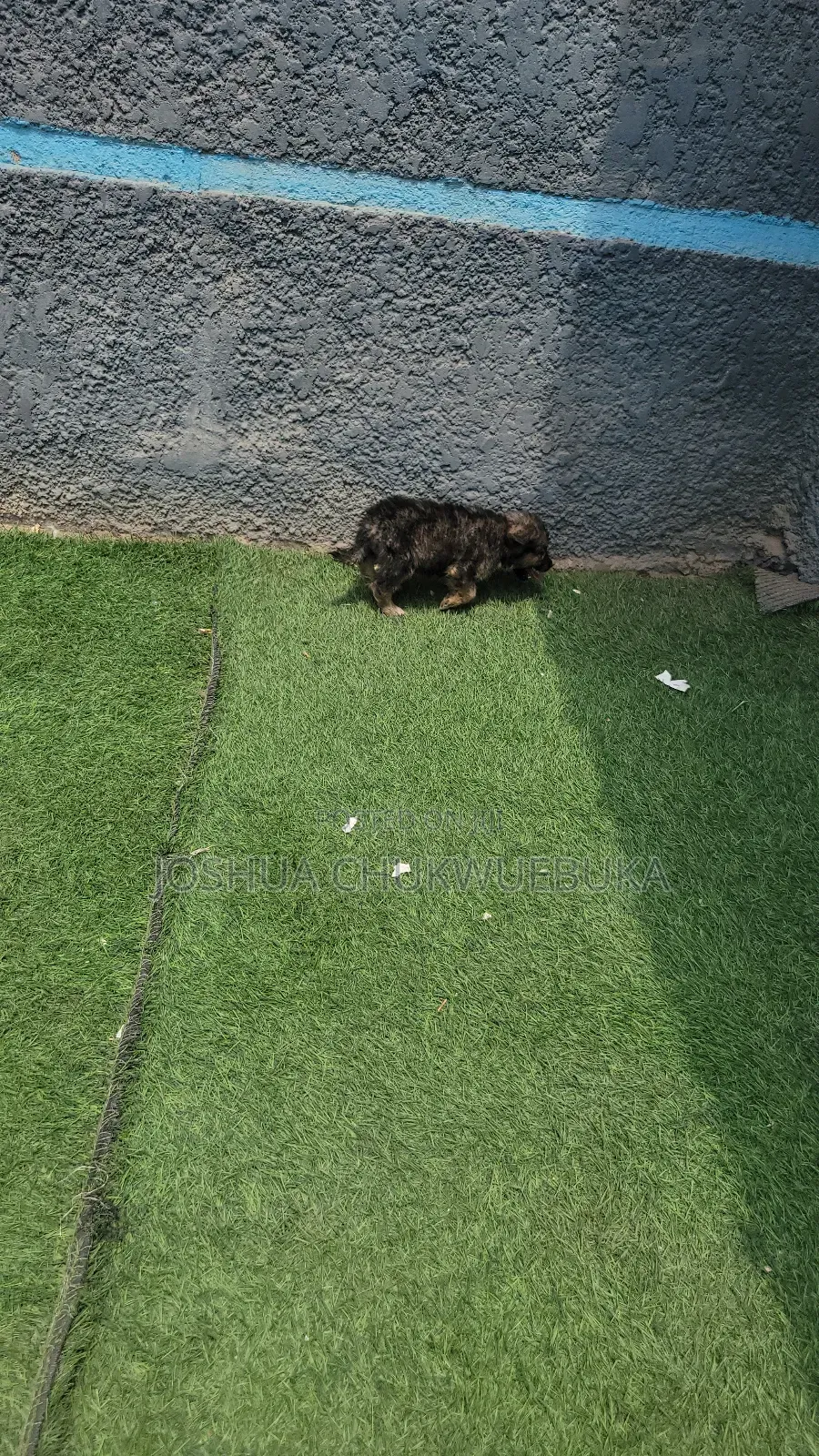 1-3 months Male Purebred Caucasian Shepherd