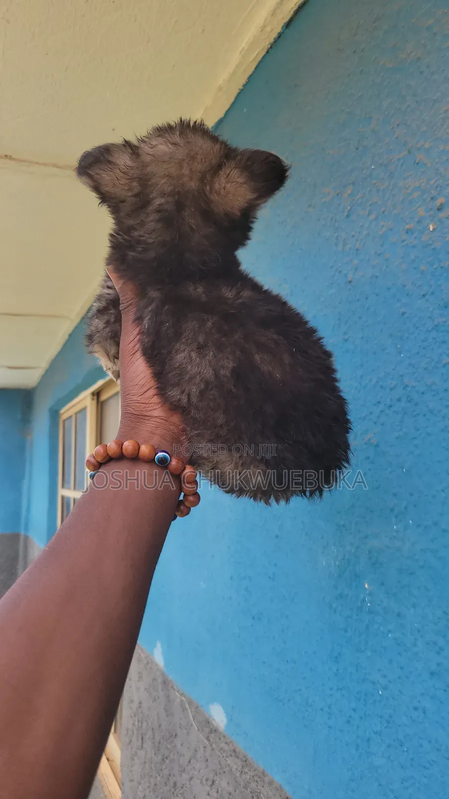 1-3 months Male Purebred Caucasian Shepherd