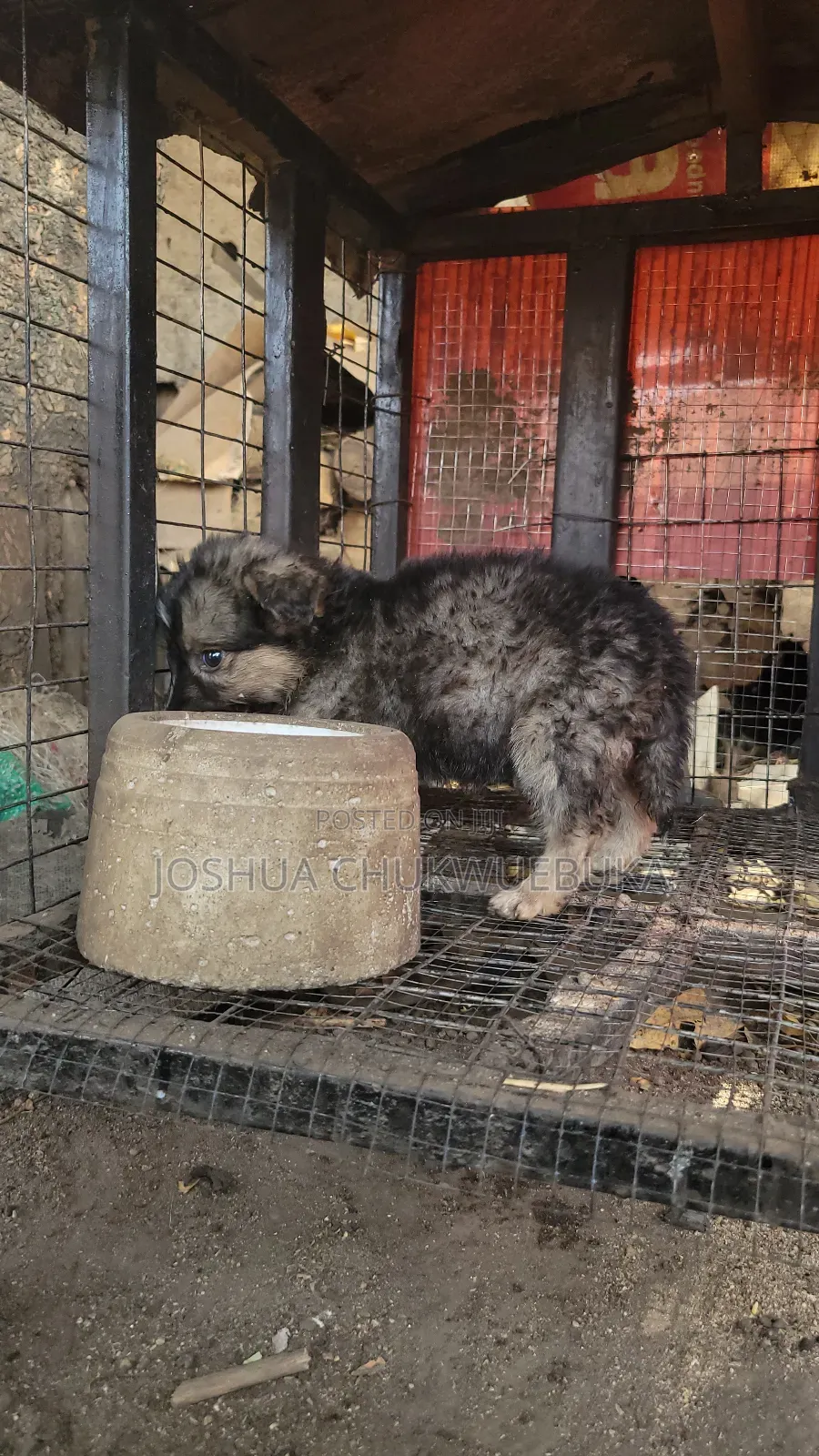 1-3 months Male Purebred Caucasian Shepherd