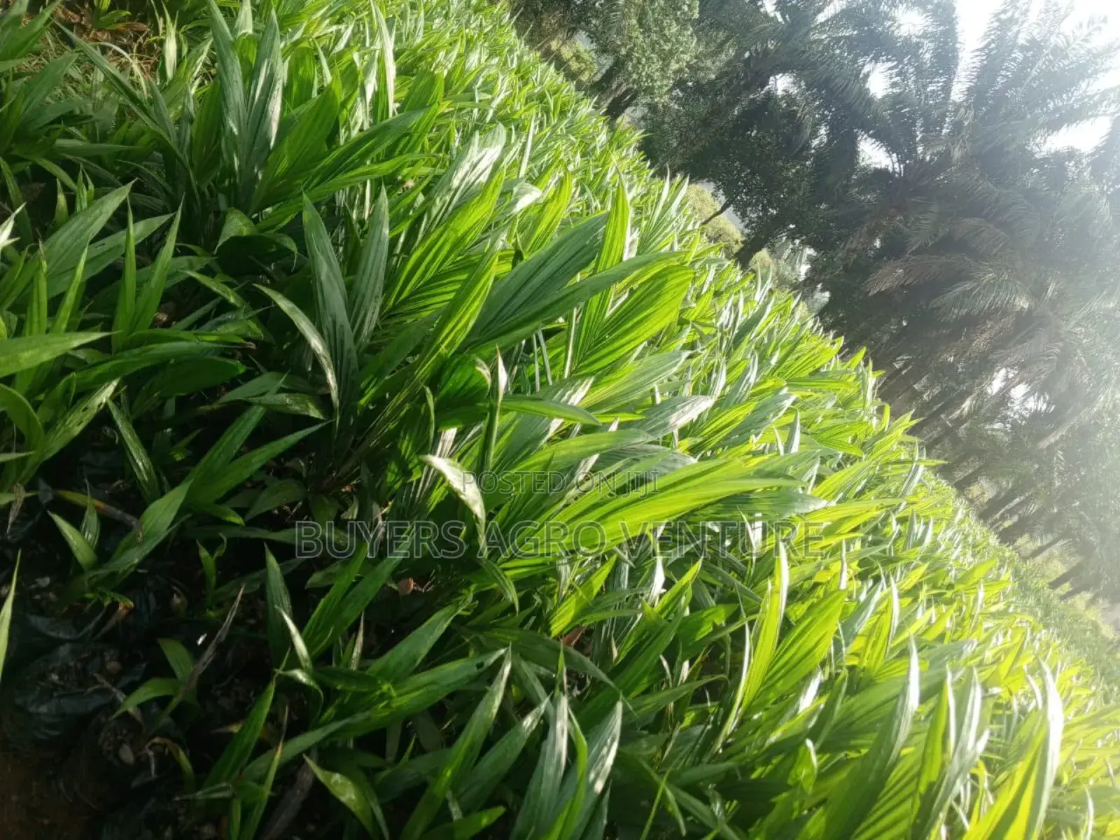 Come and Buy Your Own Palm Oil Seedlings to Secure Your Future