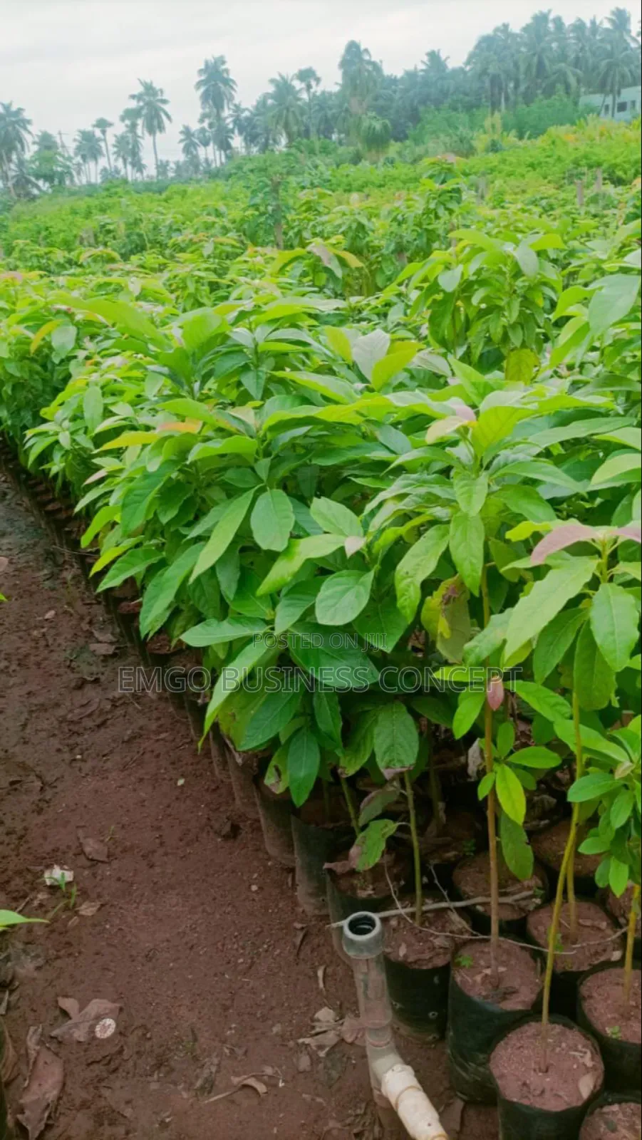Avocado Pear Seedlings